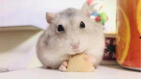 仓鼠可以吃哈密瓜了吗视频,揭秘哈密瓜成为仓鼠美食的奥秘