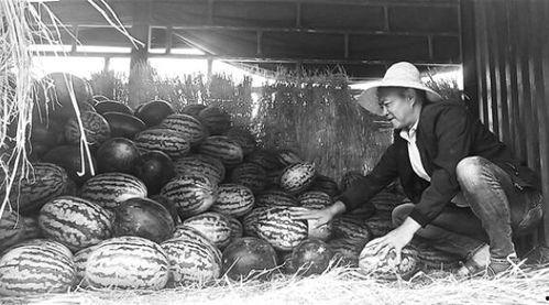 松北吃瓜群众事件视频,网络围观下的社会现象解析