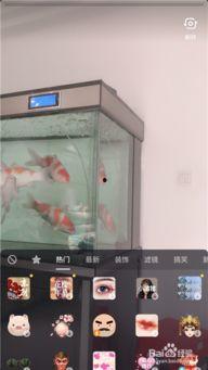 小猪吃瓜抖音特效视频在线观看,萌趣瞬间，欢乐无限