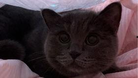 带你吃瓜猫咪视频