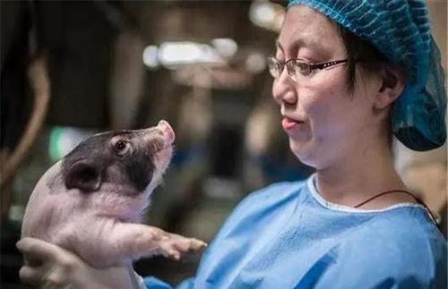 猪吃蜜瓜视频在线观看网站,趣味视频网站带你领略萌宠欢乐时光