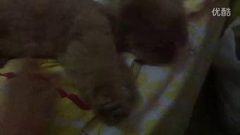 王小渣吃瓜视频,揭秘娱乐圈幕后真相