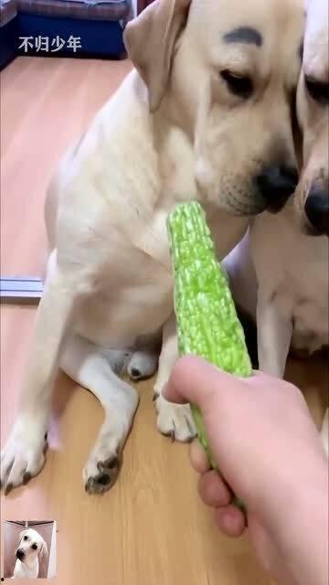 小迷吃瓜视频在线播放,揭秘热门视频背后的精彩故事