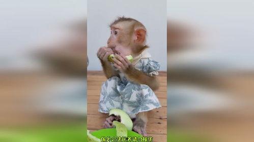 吃瓜都饿了吧搞笑视频,揭秘“吃瓜都饿了吧”搞笑视频背后的欢乐秘密