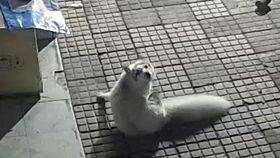 小狐狸吃瓜视频,揭秘娱乐圈幕后故事