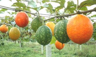 吊瓜能沾蜂蜜吃吗视频讲解,吊瓜沾蜂蜜的食用方法与注意事项